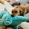 strikerdragon